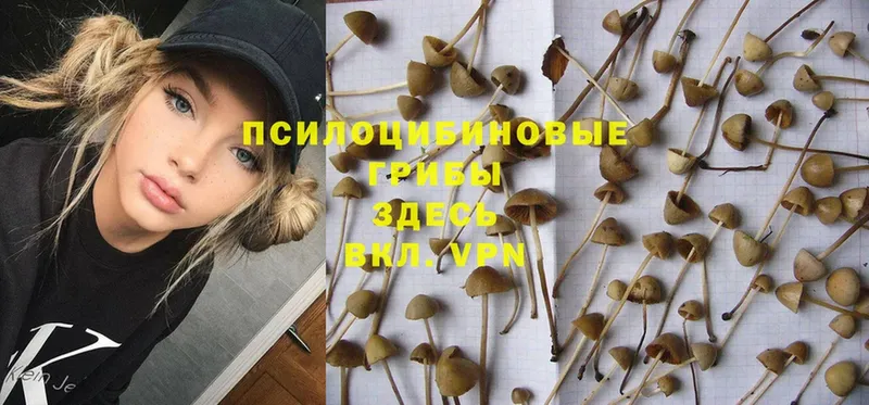 Псилоцибиновые грибы Psilocybe  Маркс 